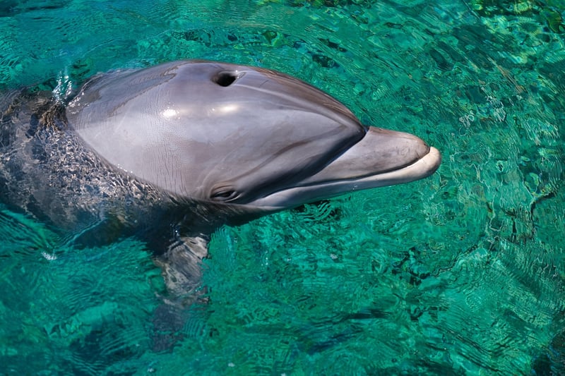 Dolphin underwater