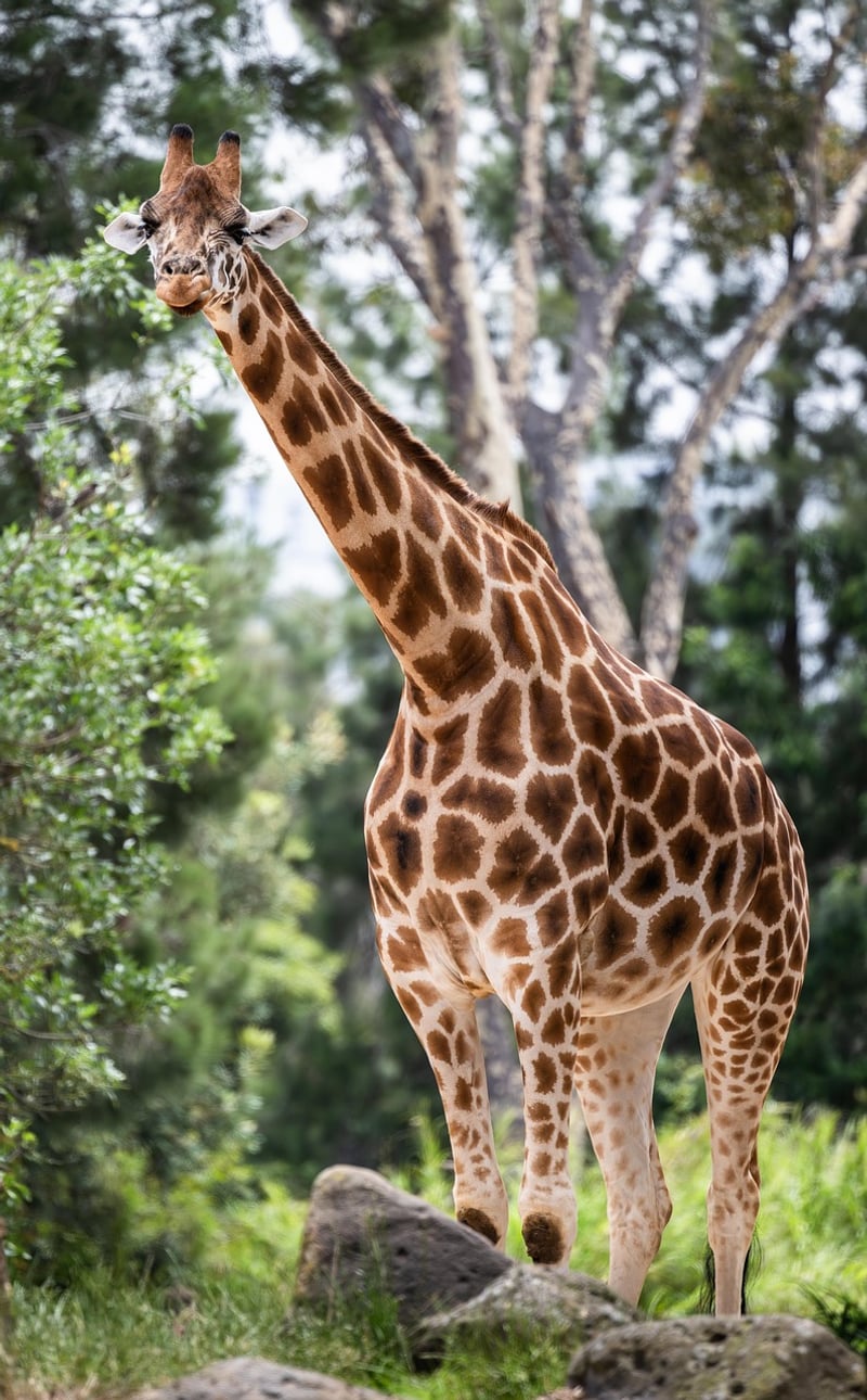 Wild Safari Image